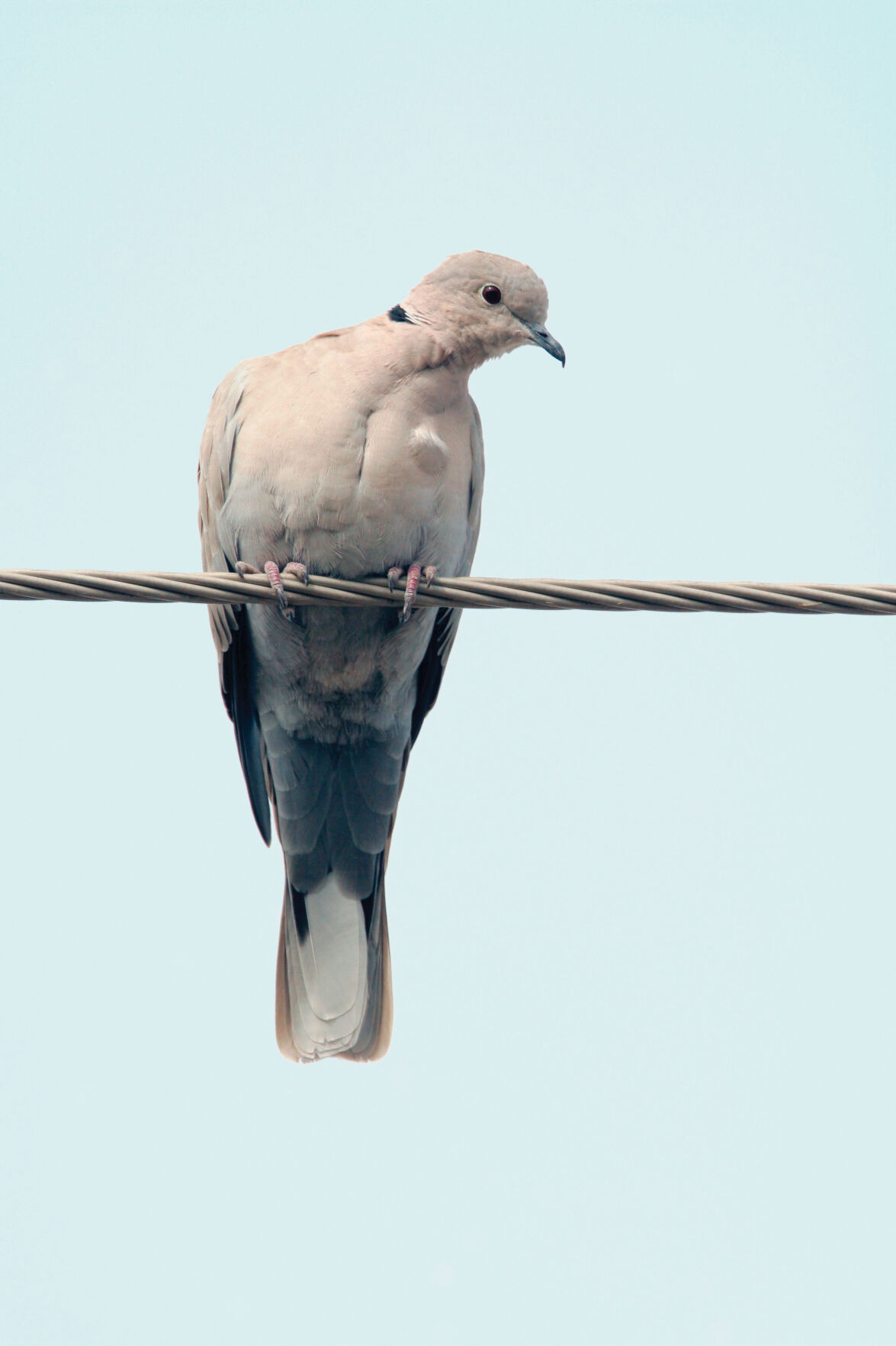 ETX Doves